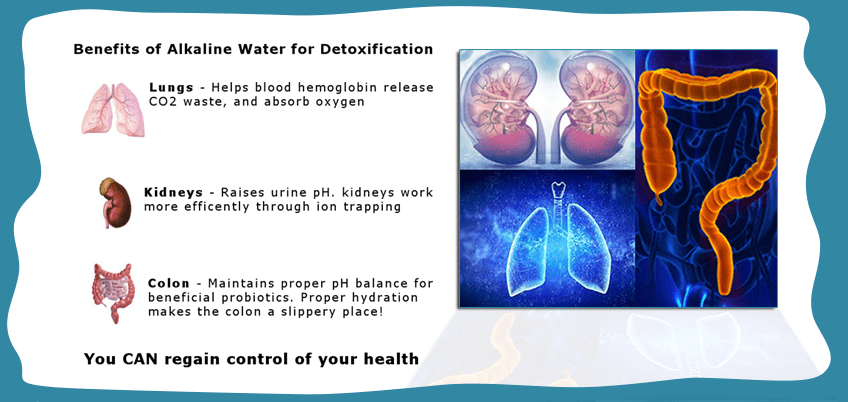 Benefits of Alkaline water for Detoxification: Lungs - Helps blood hemoglobin release CO2 waste, and absorb oxygen; Kidneys - Raises urine pH. Kidneys work more efficently through ion trapping; Colon - Maintains proper pH balance for beneficial probiotics. Proper hydration makes the colon a slippery place! You CAN regain control of your health