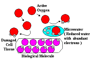 Biological Molecule, Damaged Cell Tissue, Active Oxygen, Microwater (Reduced water with abundant electrons)