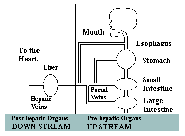 Post-hepatic Organs Down Stream (to the heart, liver, hepatic veins); Pre-hepatic Organs Up Stream (mouth, esophagus, stomach, small intestine, large intestine, portal veins)
