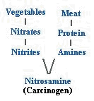 Nitrosamine (carcinogen) – vegetables, nitrates, nitrites, meat, protein, amines 